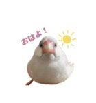 ゆる文鳥。（個別スタンプ：1）