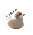 ゆる文鳥。（個別スタンプ：2）