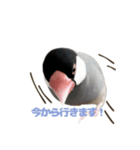 ゆる文鳥。（個別スタンプ：3）