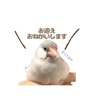 ゆる文鳥。（個別スタンプ：4）