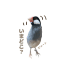 ゆる文鳥。（個別スタンプ：5）