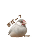 ゆる文鳥。（個別スタンプ：6）