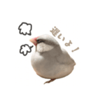 ゆる文鳥。（個別スタンプ：7）