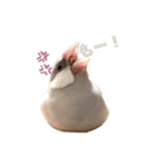 ゆる文鳥。（個別スタンプ：8）