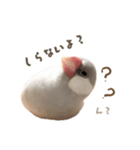 ゆる文鳥。（個別スタンプ：9）