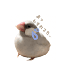 ゆる文鳥。（個別スタンプ：10）