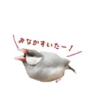 ゆる文鳥。（個別スタンプ：11）