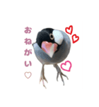 ゆる文鳥。（個別スタンプ：13）