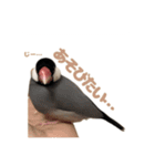 ゆる文鳥。（個別スタンプ：14）