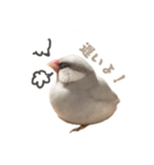 ゆる文鳥。（個別スタンプ：15）