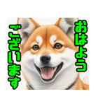 まるまる柴犬（個別スタンプ：3）