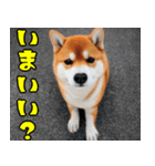 まるまる柴犬（個別スタンプ：15）