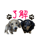 うちの愛犬ダックスフンド（個別スタンプ：2）