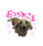 うちの愛犬ダックスフンド（個別スタンプ：7）