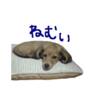 うちの愛犬ダックスフンド（個別スタンプ：12）