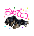 うちの愛犬ダックスフンド（個別スタンプ：16）