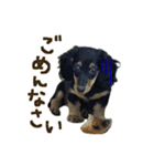 うちの愛犬ダックスフンド（個別スタンプ：17）