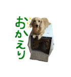 うちの愛犬ダックスフンド（個別スタンプ：18）