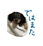 うちの愛犬ダックスフンド（個別スタンプ：19）