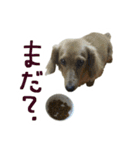 うちの愛犬ダックスフンド（個別スタンプ：23）