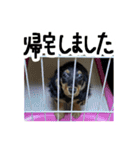 うちの愛犬ダックスフンド（個別スタンプ：24）