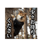 【サラリーマン】柴犬と申します。（個別スタンプ：24）