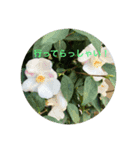 冬バージョンkinko1（個別スタンプ：6）