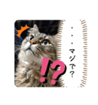 うち猫ฅ^•ω•^ฅ（個別スタンプ：2）