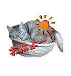 うち猫ฅ^•ω•^ฅ（個別スタンプ：4）