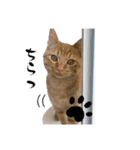 うち猫ฅ^•ω•^ฅ（個別スタンプ：6）