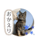 うち猫ฅ^•ω•^ฅ（個別スタンプ：7）