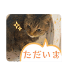 うち猫ฅ^•ω•^ฅ（個別スタンプ：8）