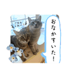 うち猫ฅ^•ω•^ฅ（個別スタンプ：10）