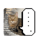 うち猫ฅ^•ω•^ฅ（個別スタンプ：11）