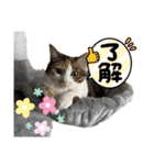 うち猫ฅ^•ω•^ฅ（個別スタンプ：12）