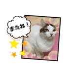 うち猫ฅ^•ω•^ฅ（個別スタンプ：14）