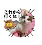 うち猫ฅ^•ω•^ฅ（個別スタンプ：15）