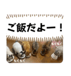 うち猫ฅ^•ω•^ฅ（個別スタンプ：17）
