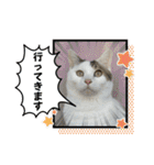 うち猫ฅ^•ω•^ฅ（個別スタンプ：18）