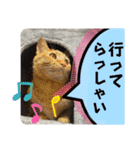 うち猫ฅ^•ω•^ฅ（個別スタンプ：19）
