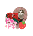 うち猫ฅ^•ω•^ฅ（個別スタンプ：20）