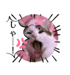 うち猫ฅ^•ω•^ฅ（個別スタンプ：21）