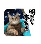 うち猫ฅ^•ω•^ฅ（個別スタンプ：24）