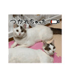 うち猫ฅ^•ω•^ฅ（個別スタンプ：26）
