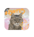 うち猫ฅ^•ω•^ฅ（個別スタンプ：27）
