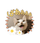 うち猫ฅ^•ω•^ฅ（個別スタンプ：28）