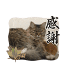 うち猫ฅ^•ω•^ฅ（個別スタンプ：29）