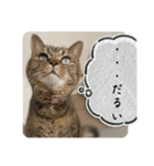 うち猫ฅ^•ω•^ฅ（個別スタンプ：30）