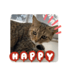 うち猫ฅ^•ω•^ฅ（個別スタンプ：31）
