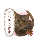 うち猫ฅ^•ω•^ฅ（個別スタンプ：32）